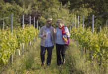 Sussex vineyards uncork summer of retreats, festivals and stargazing