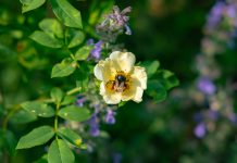 World Bee Day 2026 — How to Create a Bee-Friendly Garden, According to Kew Bee on wild rose at Kew Gardens Wild Rose Collection — bee-friendly garden World Bee Day 2026