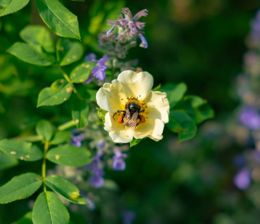 World Bee Day 2026 — How to Create a Bee-Friendly Garden, According to Kew Bee on wild rose at Kew Gardens Wild Rose Collection — bee-friendly garden World Bee Day 2026