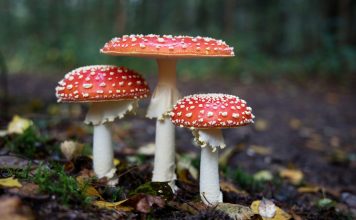 MidWeek Read:Could Magic Mushrooms Unlock the Hidden Brain? What One Alzheimer’s Case Is Forcing Scientists to Ask
