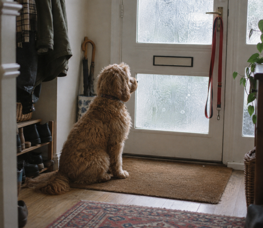What Decides the Cost of Dog Insurance in the UK?